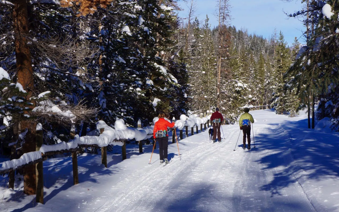 Cross-country skiers on a snowy forest trail